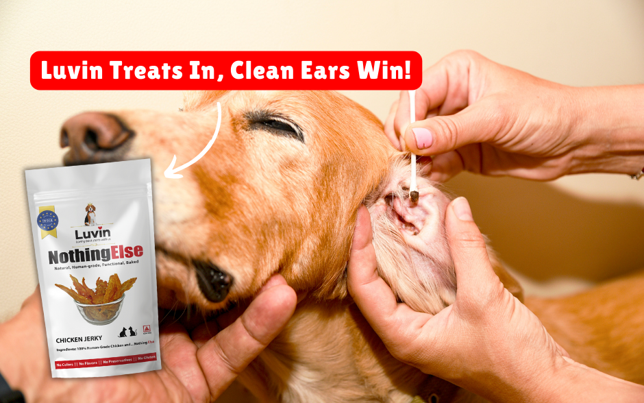 Quick And Easy DIY Dog Ear Cleaning Tips for a Happy Healthy Dog