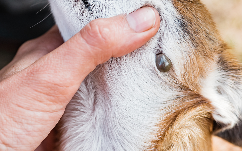 Huge tick online on dog