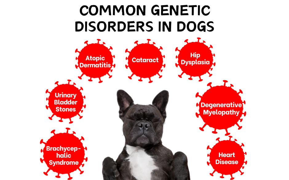 Common Genetic Disorders In Dogs