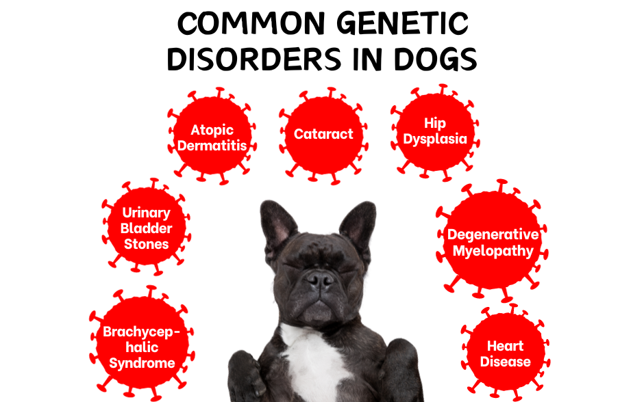 Common Genetic Disorders In Dogs Common genetic disorders in dogs