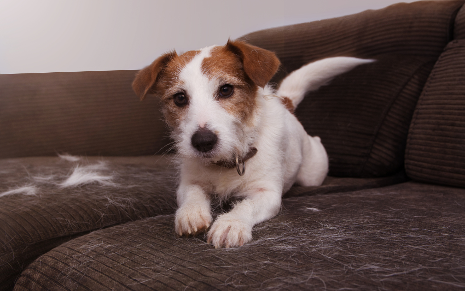 Dog shedding too much best sale hair