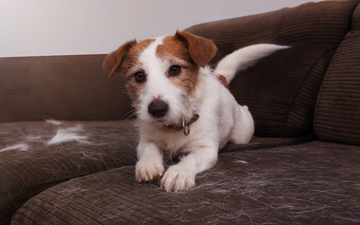 Dog Shedding