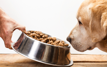 Dog Food Transition