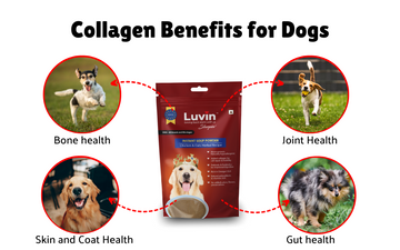 Collagen In Dogs