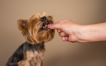 Dog Treats