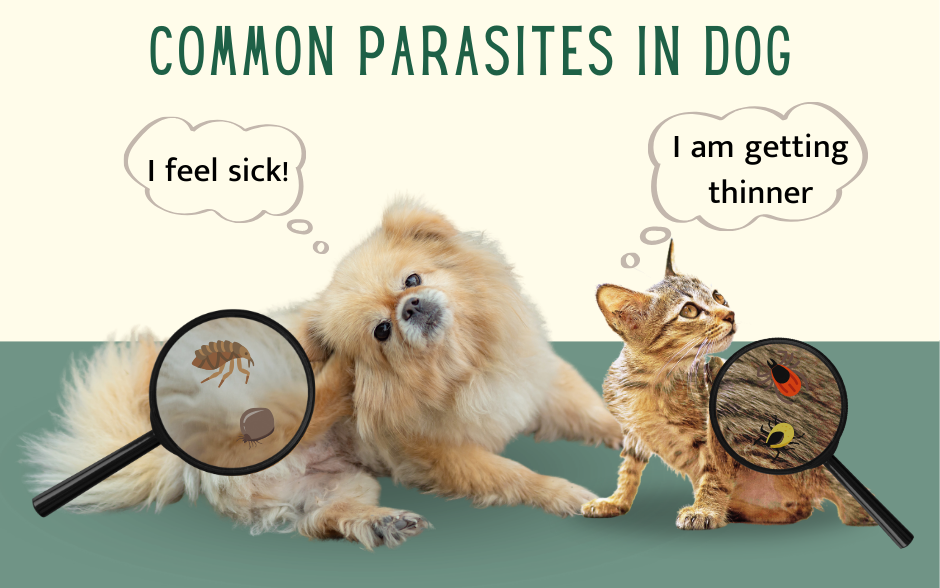 Parasites In Dog