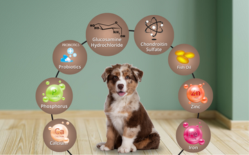 Supplements for dogs
