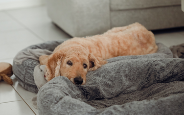 kidney failure in dogs