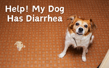What To Do If Your Dog Has Diarrhea?