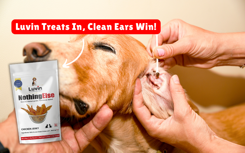 DIY Dog Ear Cleaning Tips