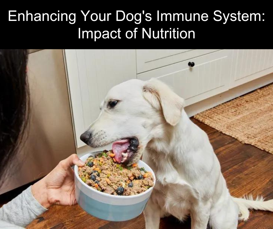Imunity Dog Enhancing Your Dog's Immune System: The Impact of Nutrition